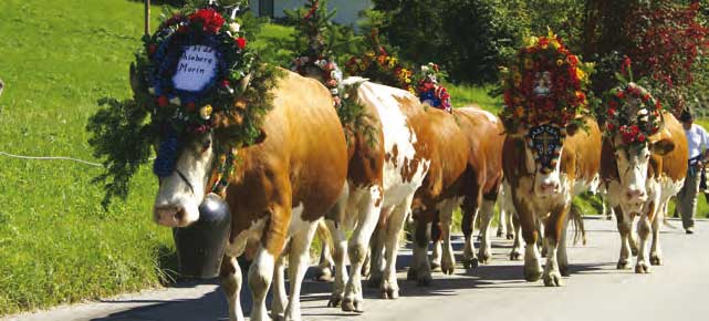 Almabtrieb in Reith im Alpbachtal